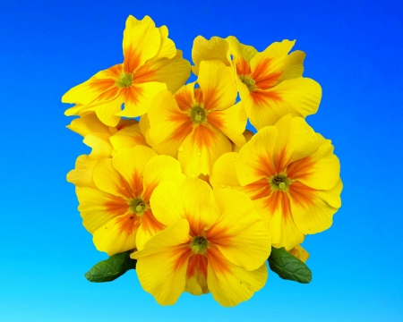 Primrose - sky, flower, primrose, gizzzi, blue