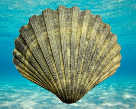 sea shell - sea shell, water, shell, gizzzi, sea, blue