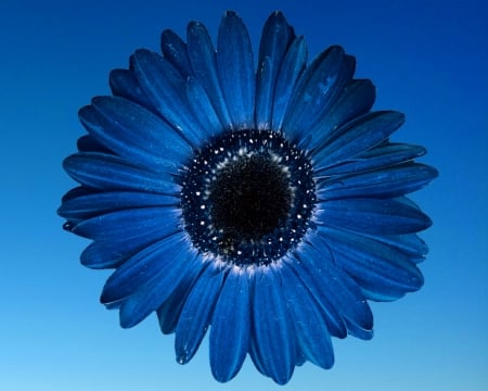 Gerbera - flower, gizzzi, gerbera, blue