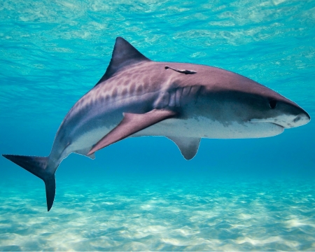 shark - gizzzi, blue, sea, shark, ocean