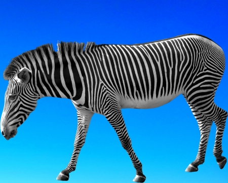 zebra - sky, gizzzi, zebra, blue