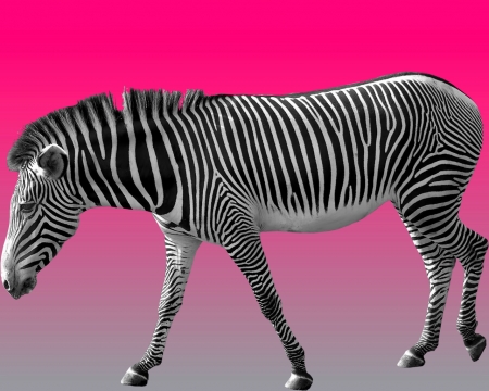 zebra - black, zebra, white, gizzzi, pink