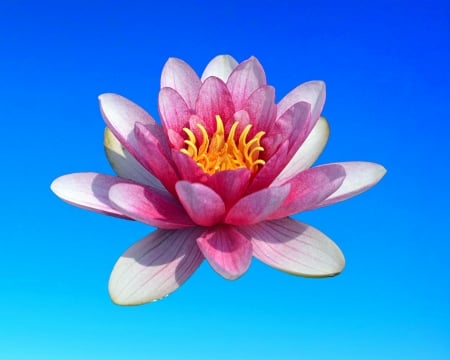 water lily - gizzzi, blue, water lily, flower, sky