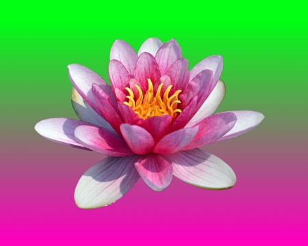 water lily - flower, pink, water lily, gizzzi, green