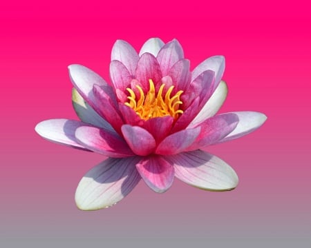 water lily - gizzzi, flower, pink, water lily