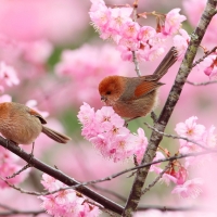 Birds On Pink Branches