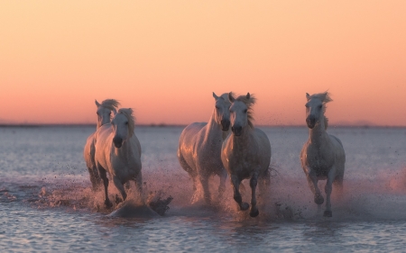 Horses - summer, horse, animal, pink, water, running, sea, cal