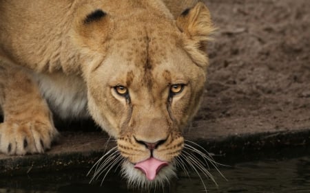 Lion - animal, water, summer, leu, lion, tongue