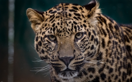 Leopard - animal, face, leopard, eyes