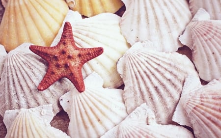 Shells - shell, starfish, summer, pink, vara