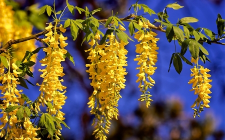 Yellow wisteria - wisteria, vara, yellow, blue, summer, flower