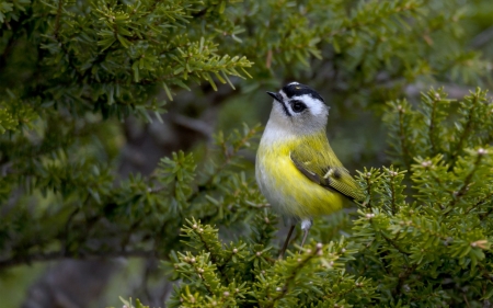 Bird - yellow, bird, pasare, green