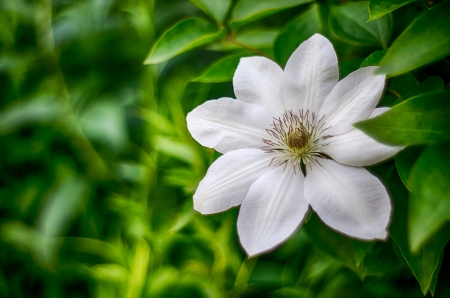 Clematis - white, summer, green, clematis, flower, vara