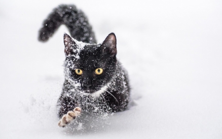 Cat - paw, cat, snow, animal, winter, black, pisica