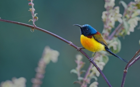 Bird - pasari, yellow, bird, blue