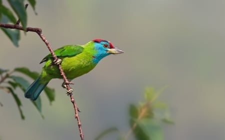 Bird - brotastic, pasare, bird, blue, green