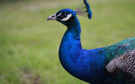 Peacock - bird, pasare, paun, peacock, blue, green