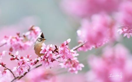 Spring - bird, cherry blossom, sakura, pasare, spring