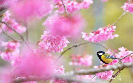 Blue Tit - sakura, blossom, blue tit, spring, bird, pasare