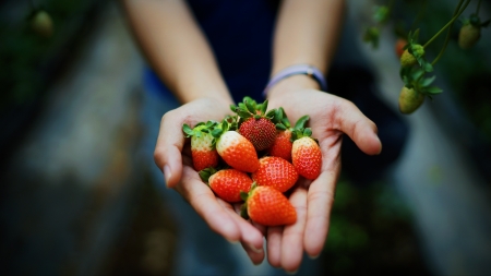 Enjoy! - strawberry, hand, summer, red, fruit, vara