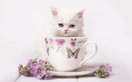 Kitten - white, cat, pink, pisica, cute, flower, kitten, cup