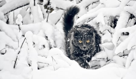 Cute Cat - snow, winter, animals, cat