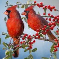 Red Cardinals