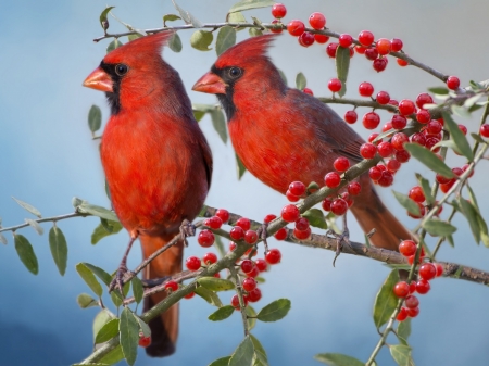 Red Cardinals - cardinals, branches, couple, animal, berries, birds