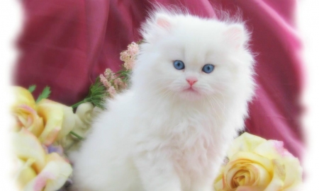 White Fluffy Kitten - fluffy, flowers, white, animal, kitten, cat