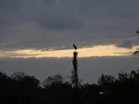 ...early one evening. - evening, bird, sundown, sunset