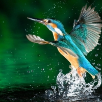 Alcedo Atthis Kingfisher Bird in Flight