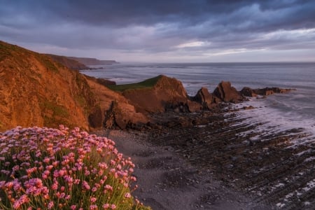 Pink Flowers on Coastline - Mountains, Seashore, Nature, Flowers, Beaches, Pink, Coast, Sea