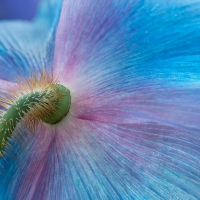 Blue Himalayan Poppy