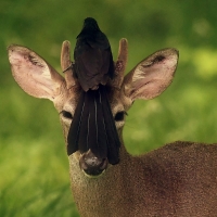 Deer with bird