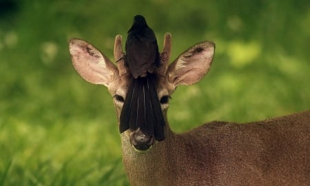 Deer with bird - deer, animals, other, bird