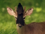 Deer with bird