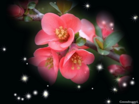 FLOWERING QUINCE - nature, flowers, pretty, pink