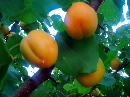 Apricot Tree - field, apricot, nature, tree