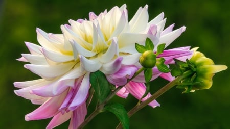 Beautiful flower - white, garden, flower, beautiful