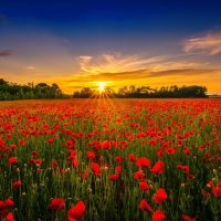 Sunset over poppy field