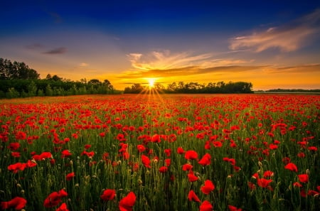 Sunset over poppy field - flowers, poppies, sunset, rays, summer, beautiful, field, sky