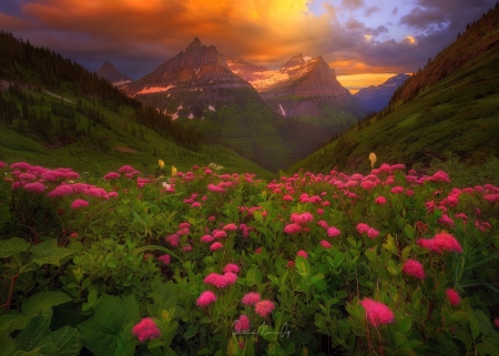 Mountain wildflowers