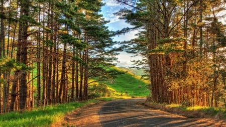 Forest Road - street, hills, landscape, trees