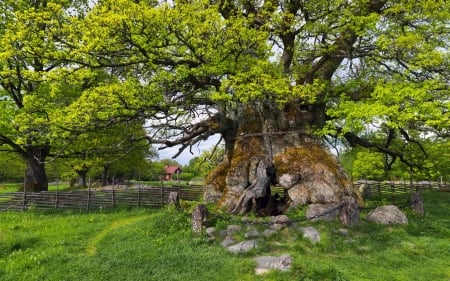 Magic Tree - branches, fence, big, house, stones, old