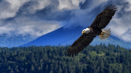 Bald Eagle - forest, animals, bald eagle, trees, nature