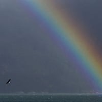 Bald eagle flies near a rainbow