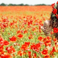 Poppy Field Dream