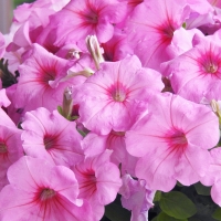 Hot Pink Petunias