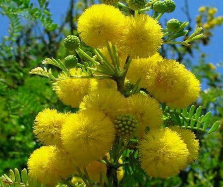 dandelions - flowers, beauty, dandelions, nature