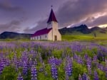 Church and Lupins